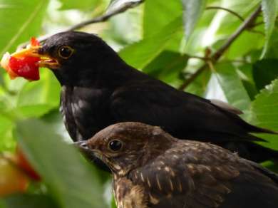 Amsel